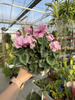 CYCLAMEN RÓŻOWY JASNY P12