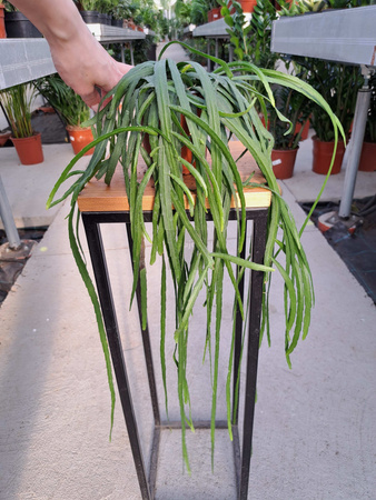 LEPISMIUM BOLIVIANUM P11