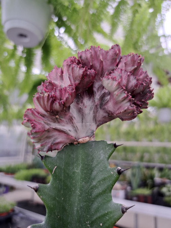 EUPHORBIA CRISTATA P10