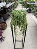 SENECIO ROWLEYA P14
