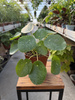 PILEA - PIENIĄŻEK SUGAR P13