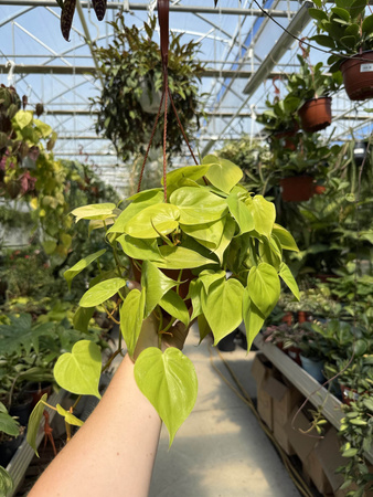 PHILODENDRON MICANS LIME P16