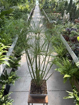 PAPIRUS - CYPERUS P18