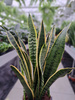 SANSEVIERIA LAURENTII P19