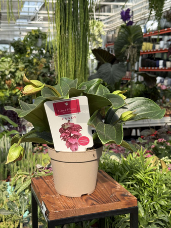 MEDINILLA 'CANDY' P14