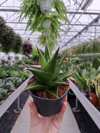 SANSEVIERIA ABBEY CROWN P9
