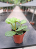 PEPEROMIA HOPE P5.5