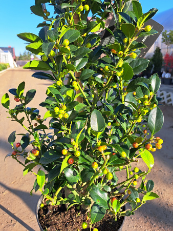 OSTROKRZEW KOLCZASTY BLUE MAID P24