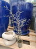 COROCIA COTONOASTER P6