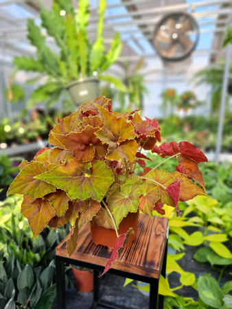 BEGONIA REX AMBER LOVE P13