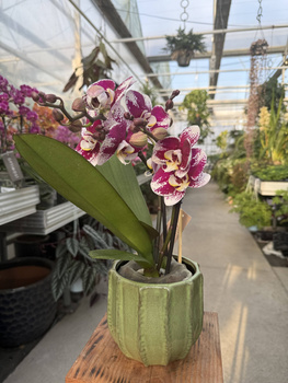 PHALENOPSIS MULTIFLORA TYPES RED SPIRIT RED P12