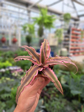 SKRYTOKWIAT - CRYPTANTHUS P6