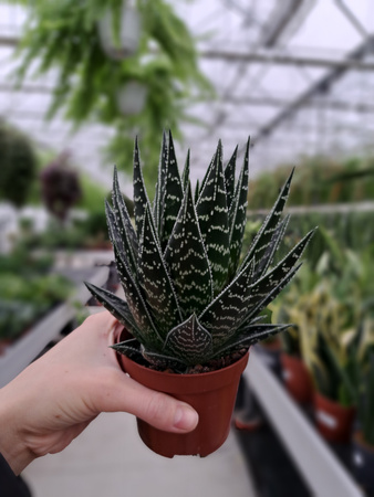 ALOE TIKI TAKI  P9