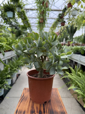 CRASSULA  ARBORESCENS P15