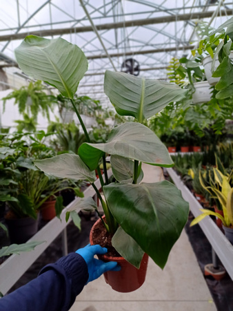 STRELITZIA NICOLAI P17