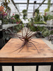 TILLANDSIA MELANOCRATER P10