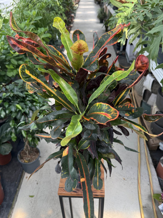 CROTON VARIEGATUM MAMMI P19