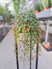 PEPEROMIA PAPPERSPOT  P11