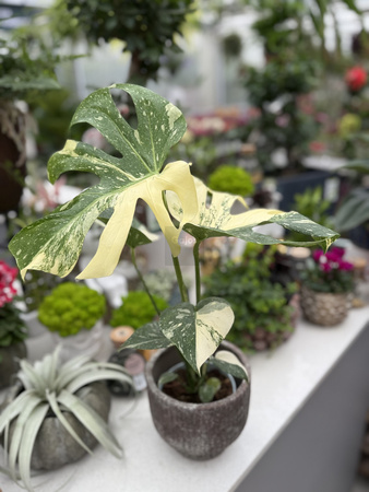 MONSTERA THAI CONSTELLATION P13