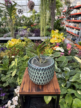 PHALENOPSIS NORMAN'S YELLOW BATMAN P12