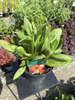 RUDBECKIA SUMMERDAISY'S DOUBLE RED C3