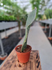 SANSEVIERIA CONGO P10