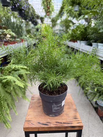 ASPARAGUS SPRENGERI P12