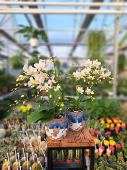 PHALENOPSIS MULTIFLORA WHITE LIBERY P9