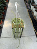 HOYA LINEARIS P14