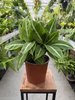 SPATHIPHYLLUM NEW P17
