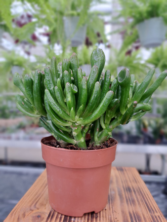 CRASSULA OVATA HOBBIT P12