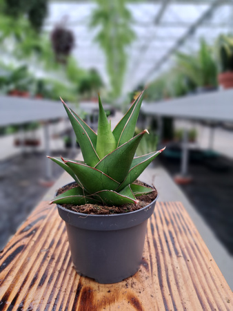 SANSEVIERIA ABBEY CROWN P9
