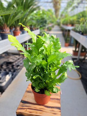 PAPROĆ ASPLENIUM NIDUS CUMPIO P12