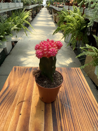 GYMNOCALCIUM MIHANOVICHII PINK P5,5