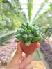 DELOSPERMA P5,5
