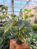 BEGONIA ALBOPICTA SILVER  P12