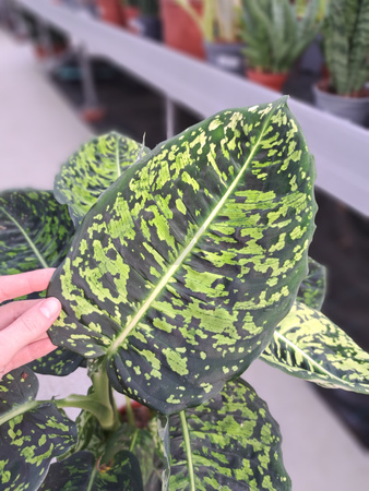 DIEFFENBACHIA REFLECTOR P17