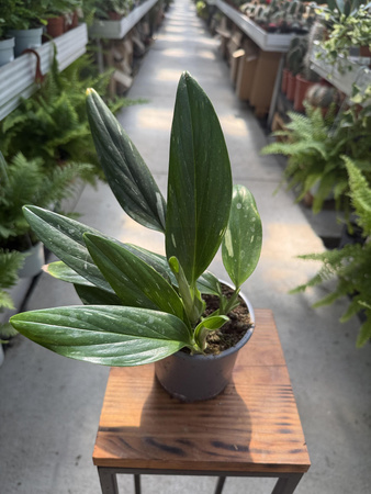 PHILODENDRON COBRA P13