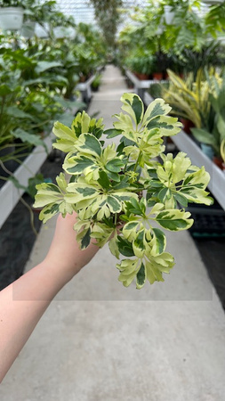 SCHEFFLERA JANINE P9