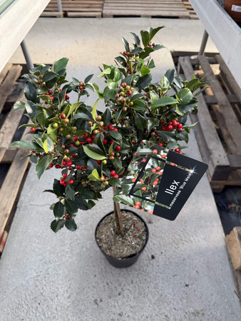 OSTROKRZEW KOLCZASTY  BLUE MAID LOLLIPOP NA PNIU P24