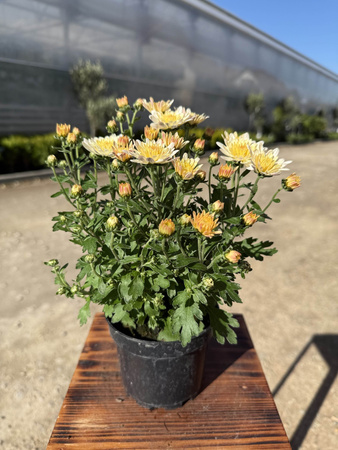 CHRYZANTEMA DROBNOKIATOWA KREMOWA MINI P11