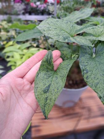 SYNGONIUM MOTTLED P13