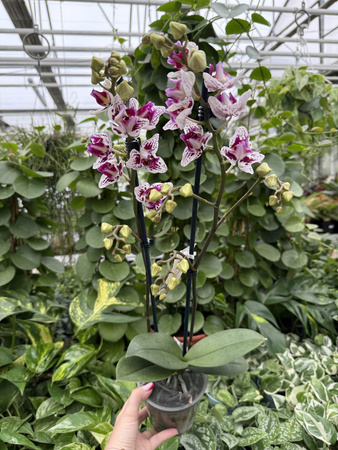 PHALENOPSIS LIMITED 49 P12