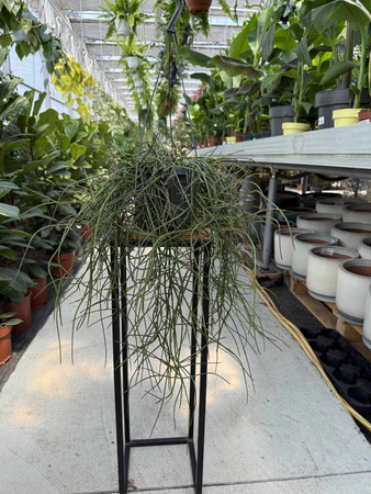 RHIPSALIS FLOCCOSA P17