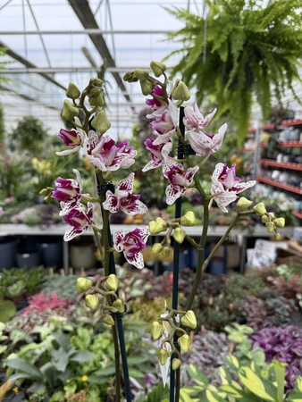 PHALENOPSIS LIMITED 49 P12