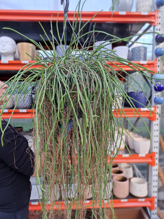 EPIPHYLLUM WERCKLEY P25