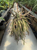 LEPISMIUM CRUCIFORME ROJO P20