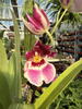 MILTONIOPSIS MIX P9