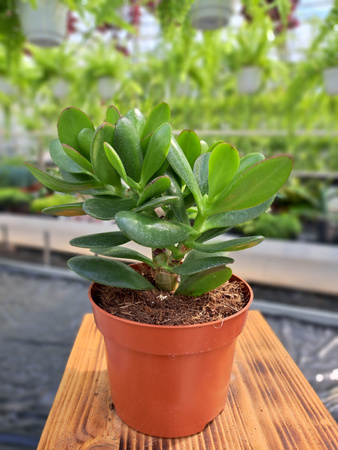 CRASSULA OVATA P12
