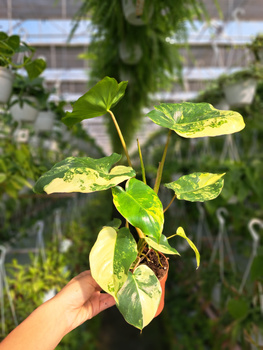 PHILODENDRON BURLE MARX VARIEGATA P10,5